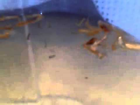 See video